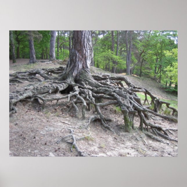 Affiche Racines (Devant)