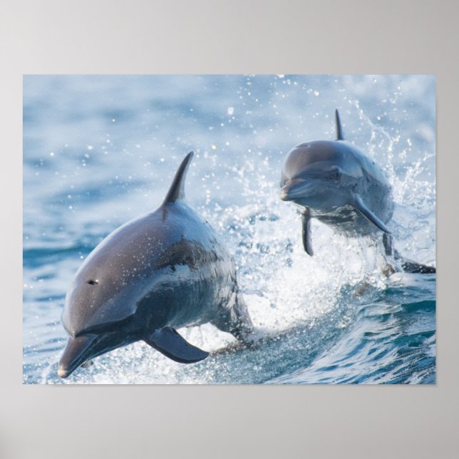Affiche Racing Bottlenose Dolphins Duo Office et Dorm (Devant)