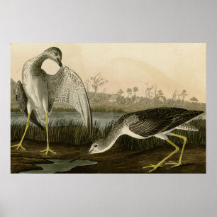 Affiche Raconte Godwit
