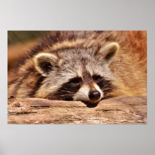 Affiche Racoon