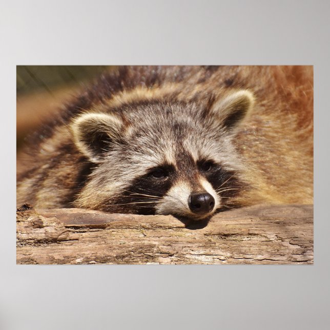 Affiche Racoon (Devant)
