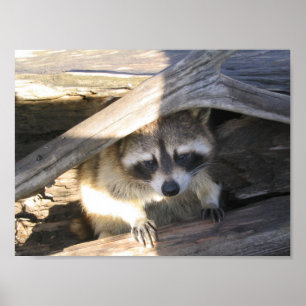 Affiche Racoon