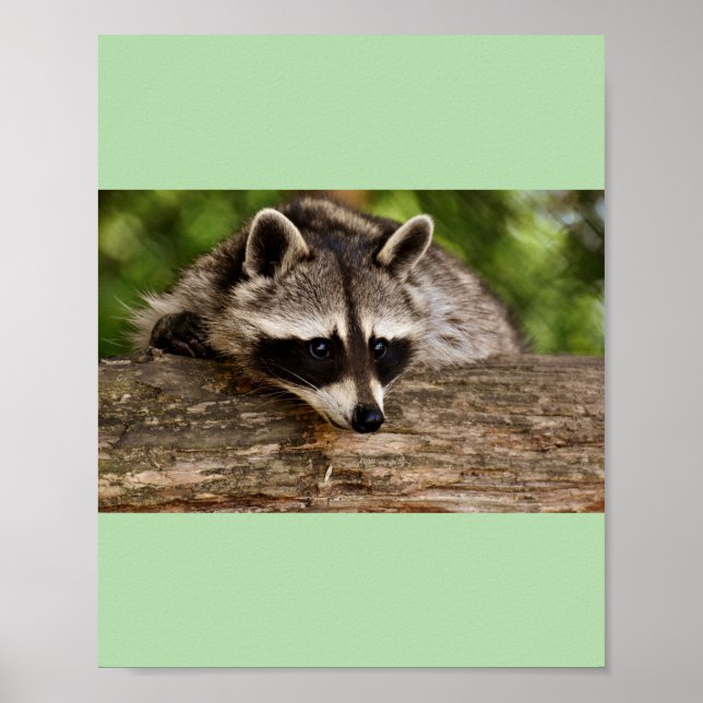 Affiche racoon (Devant)