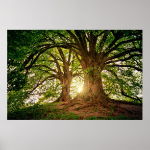 Affiche Rafraîchir Nature Arbre Soleil Lumière Whimsical P
