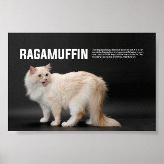 Affiche Ragamuffin race de chat