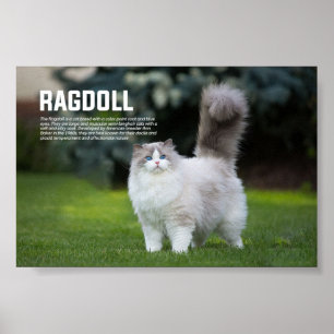 Affiche Ragdoll Cat