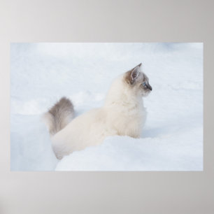 Affiche Ragdoll dans l'affiche de neige