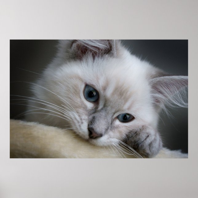 Affiche ragdoll kitten (Devant)