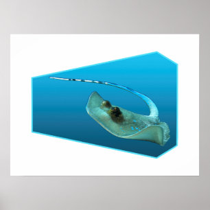 Affiche Raie pastenague en mouvement ! Fond dégradé bleu d