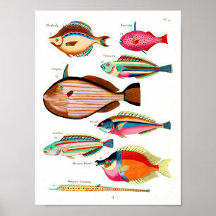 Affiche Rainbow Fish and Friends
