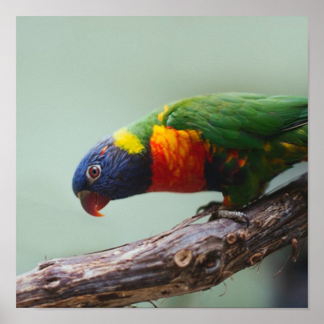 Affiche Rainbow Lorikeet (Devant)