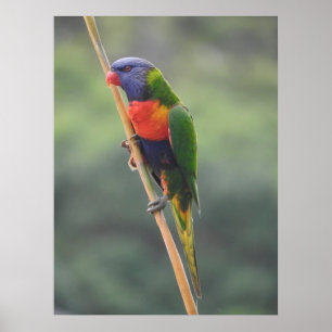 Affiche Rainbow Lorikeet