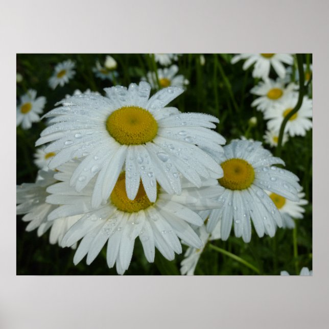 Affiche Raindrops sur Daisies Floral Fleur sauvage (Devant)