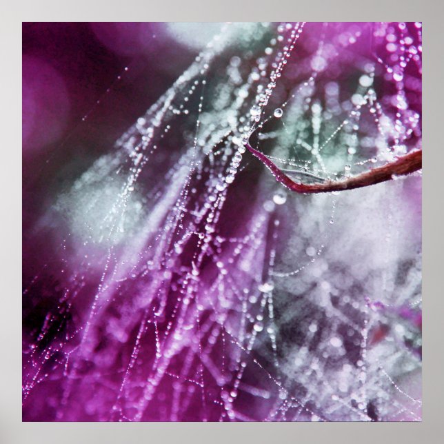 Affiche Raindrops sur Purple Cobweb Macro Abstrait (Devant)