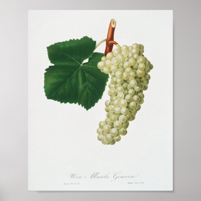 Affiche Raisin Blanc (Vitis vinifera genuensis)  (Devant)