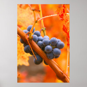 Affiche Raisin de vigne dans le vignoble