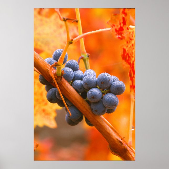 Affiche Raisin Ripe En Vignoble (Devant)