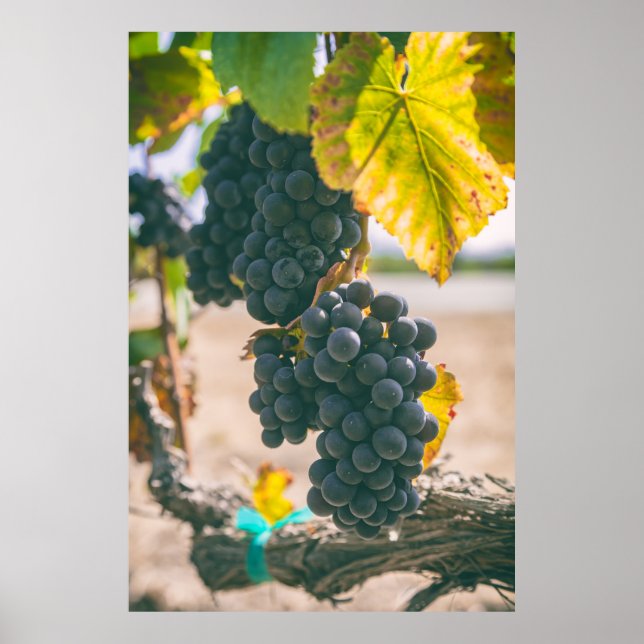 Affiche Raisin sur vigne (Devant)