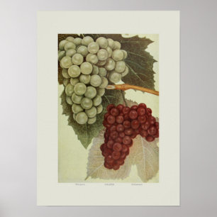 Affiche Raisins