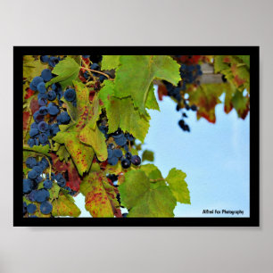 Affiche Raisins Bleu Ciel