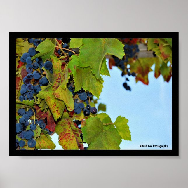 Affiche Raisins Bleu Ciel (Devant)