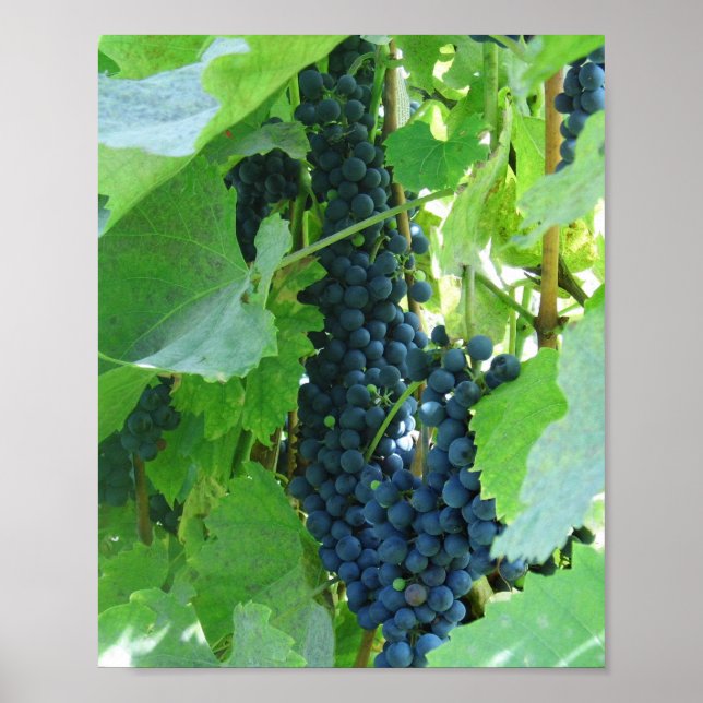 Affiche Raisins Bleus (Devant)