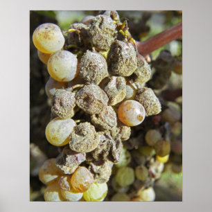 Affiche Raisins de Sémillon avec pourriture noble. au mome