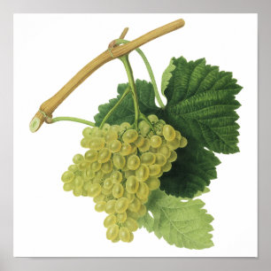 Affiche Raisins de vin blanc sur la vigne, fruits alimenta