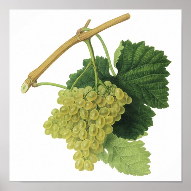 Affiche Raisins de vin blanc sur la vigne, fruits alimenta (Devant)