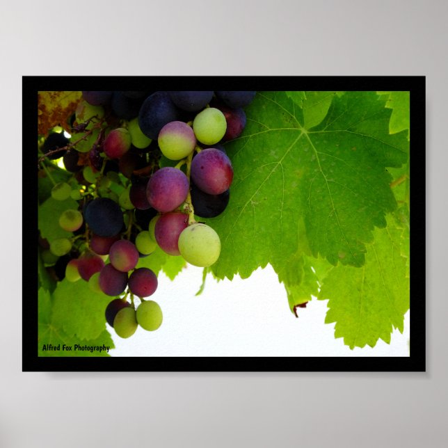 Affiche Raisins sur la vigne (Devant)