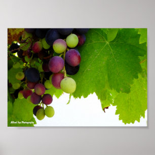 Affiche Raisins sur la vigne