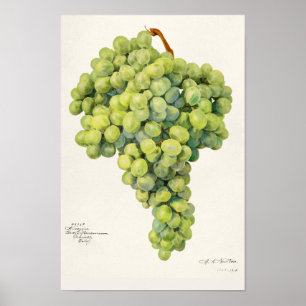 Affiche Raisins (Vitis) Aquarelle de fruits