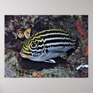 Affiche Raja Ampat Sweetlips