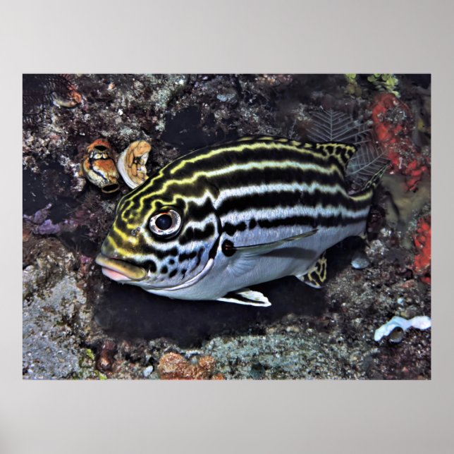 Affiche Raja Ampat Sweetlips (Devant)