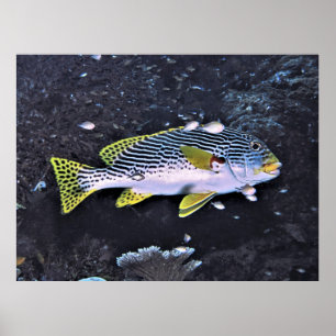 Affiche Raja Ampat Sweetlips