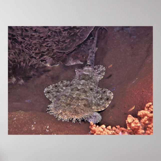 Affiche Raja Ampat Wobbegong (Devant)