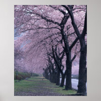 Rangée de cerisiers en fleurs