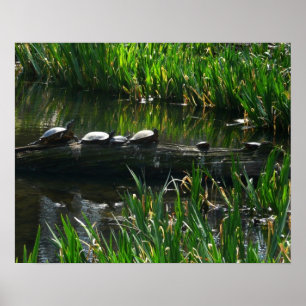 Affiche Rangée de tortues photo de la nature verte