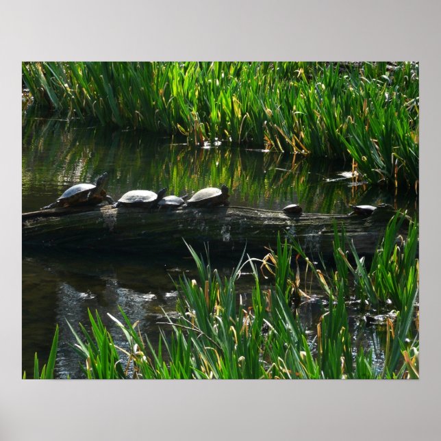 Affiche Rangée de tortues photo de la nature verte (Devant)