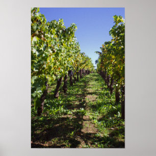 Affiche Rangées de vignes à Mondavi - Napa Valley