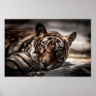 Affiche ranthambore tigre mâle sauvage Image d'art