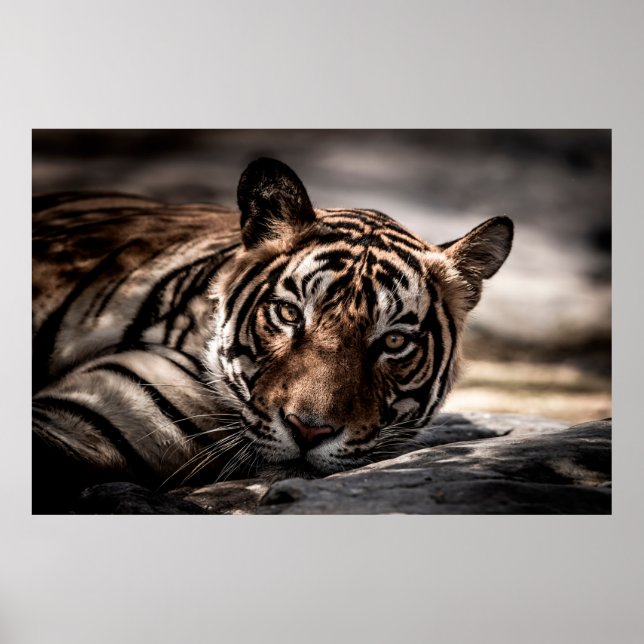 Affiche ranthambore tigre mâle sauvage Image d'art (Devant)
