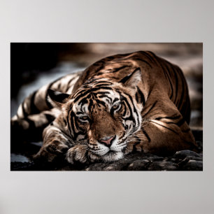 Affiche ranthambore tigre mâle sauvage Image d'art