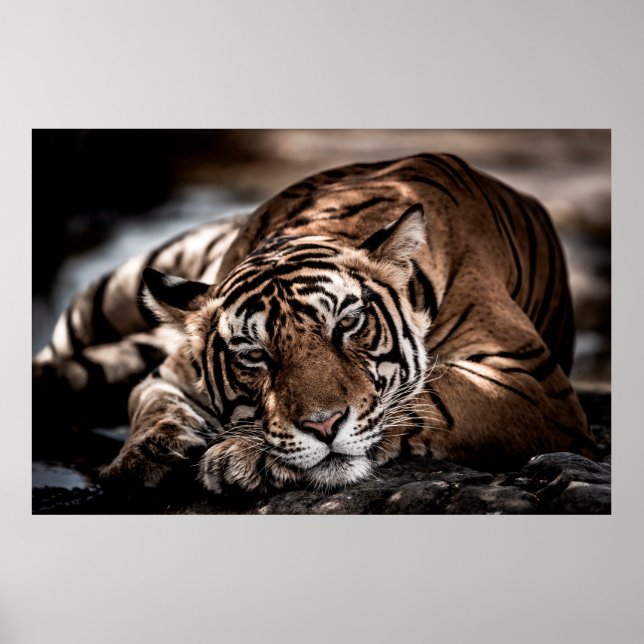Affiche ranthambore tigre mâle sauvage Image d'art (Devant)