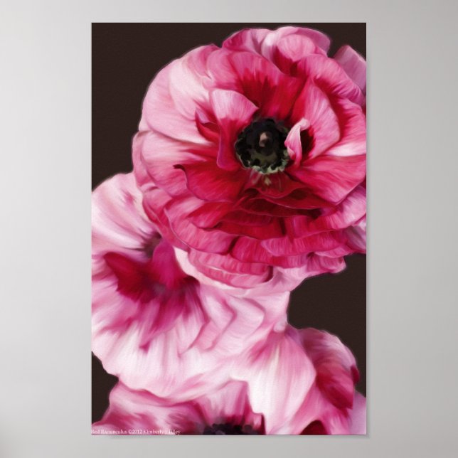 Affiche Ranunculus rouge (Devant)