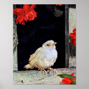 Affiche RARE albino bird