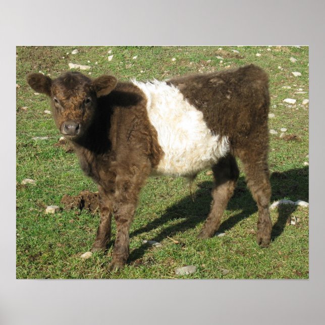 Affiche Rare Dun Ceinturé Galloway Calf (Devant)