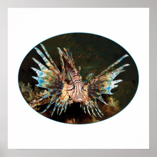 Affiche Rascasse volante rouge, Raja Ampat - Conception ph