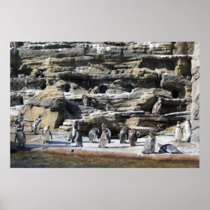 Affiche Rassemblement des pingouins