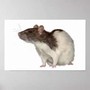Affiche Rat à capuchon d'agouti